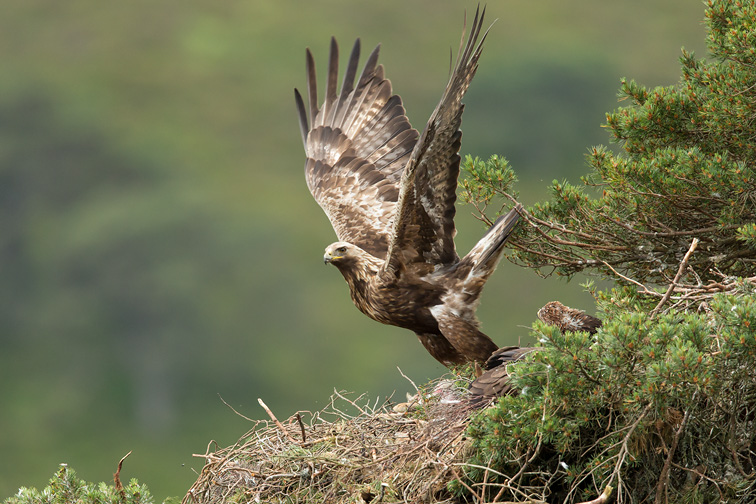 Golden eagle (Aquila chyrsaetos) adult flying away from nest site in pine tree, Cairngorms National Park, Scotland